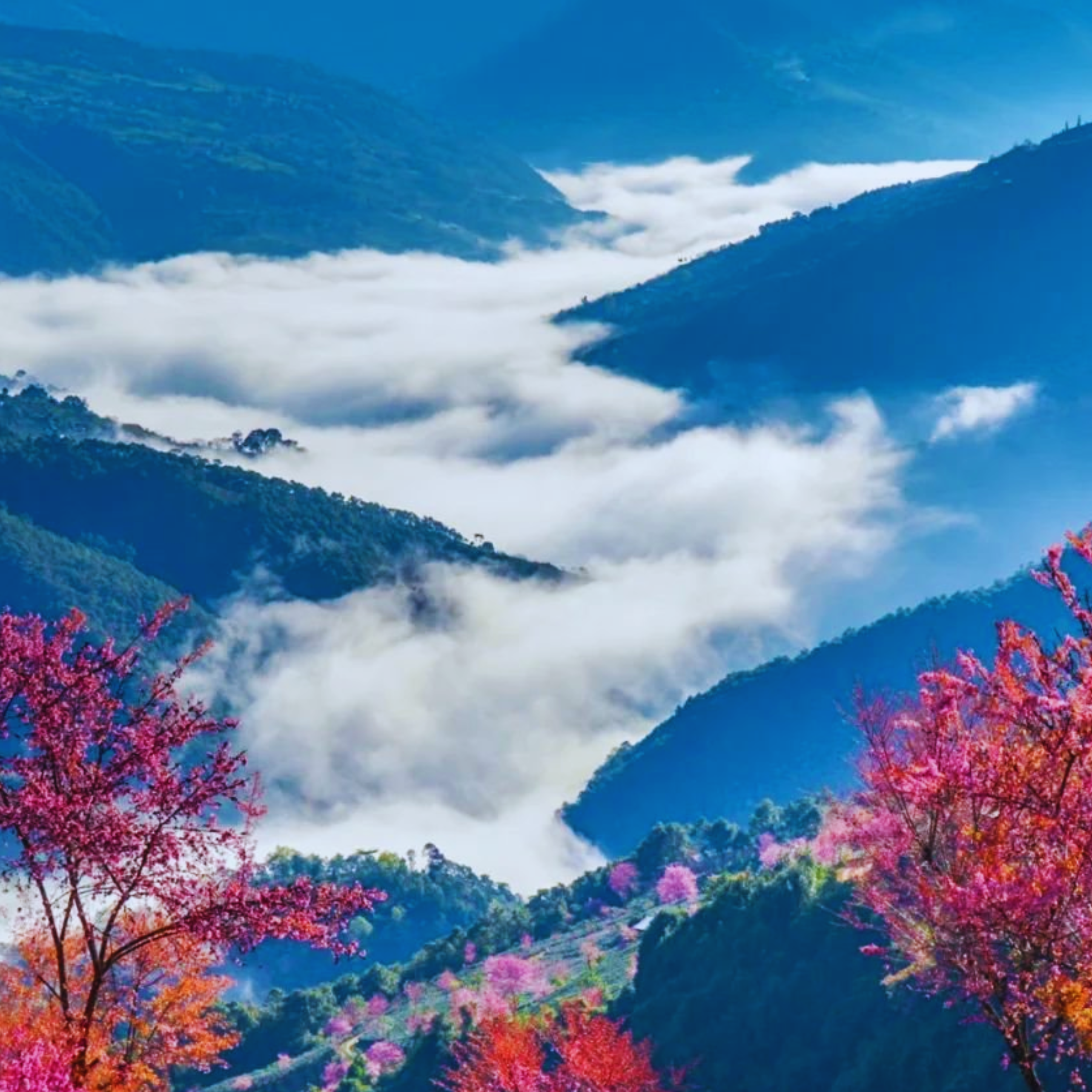 PREMIER CRU N0.01, IMPÉRIAL INDISCRET